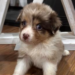 Sage - Red merle female Australian Shepherd puppy in Canton, Mississippi from Haven Farms Australian Shepherds