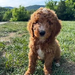 Cash (Johnny) - Red  male Goldendoodle puppy in Eagleville, Tennessee from Nash Doodles