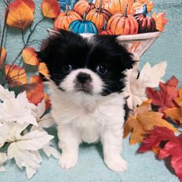 Black Boy (more white) - White and black male Japanese Chin puppy in Tulsa, Oklahoma from Locust Creek Pugs & Japanese Chin's