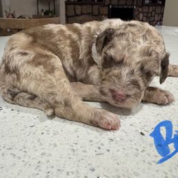 Boy 2 - Brown merle male Aussiedoodle puppy in Florida from Doodles & Danes