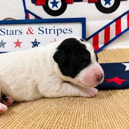 Bolt - Brown and white male Aussiedoodle puppy in Eastland, Texas from H5 Mini Doodles
