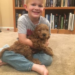Cockapoo Puppies from Maple’s Cockapoo Puppies