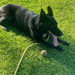 Klara - German Shepherd