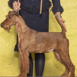Oakley - Irish Terrier