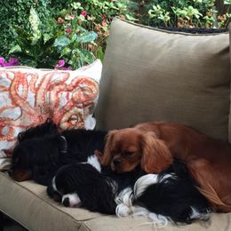 Cavalier King Charles Spaniels from Karen Spencer