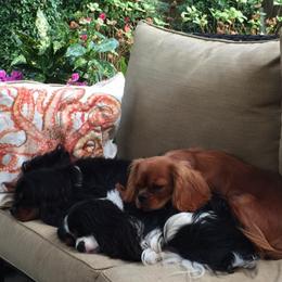 Cavalier King Charles Spaniels from Karen Spencer