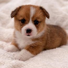 Nash - Red male Pembroke Welsh Corgi puppy in Beggs, Oklahoma from Blue Diamond Corgi’s