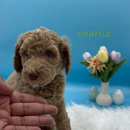 Charlie (Green Collar) - Cream Goldendoodle puppy in Richmond, Virginia from Kessi Doodles