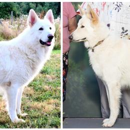 Shiloh Shepherd puppies from Stunning Shiloh Shepherds