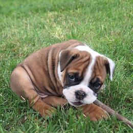Baby Girl - Fawn and white female Bulldog puppy in Hebron, North Dakota from Gina's Bulldogs