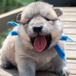 Belle - Blue Collar - Fawn female Eurasier puppy in Lakewood, Ohio from Exquisite Eurasier