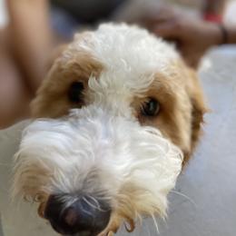 Goldendoodle Puppies from Aloha Sunset Doodles, LLC