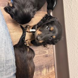 Rune -AKC Pet Only - Black and cream male Dachshund puppy in Proctor, Montana from Blue Star Dachshunds