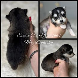 Mr Bobinsky - Black and white male Pomsky puppy in Rossville, Georgia from Scenic City Pomskies