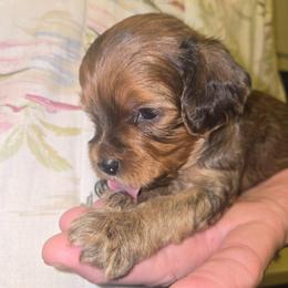 German Chocolate Cake - Brown male Cavapoo puppy in Lewisburg, Pennsylvania from Jessie's Puppies