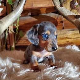 Otto - Dapple male Dachshund puppy in Delaware, Oklahoma from Lauren Shipley