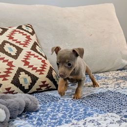 Natalie - Fawn white and tan female Rat Terrier puppy in Jerusalem, Ohio from Twin Hickory Ranch