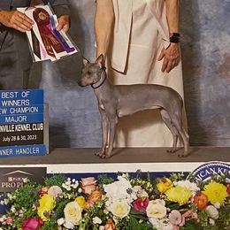 American Hairless Terriers and Toy Fox Terriers from Galaxy