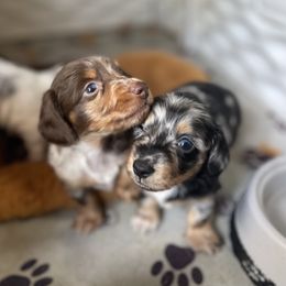 Ferrara - Dapple female Dachshund puppy in Robesonia, Pennsylvania from Happily Ever After’s Puppies