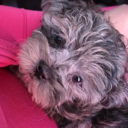 Bernedoodle, Bernese Mountain Dog, Goldendoodle, and Shihpoo Puppies from Route 66 Poodles & Doodles, Sapphire Shih-tzu's of Ohio