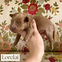 Lorelai - Red  female Goldendoodle puppy in Aubrey, Texas from The Parrish Doods