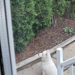 "D J in her new forever home " Samoyed Puppies from Calista Samoyeds