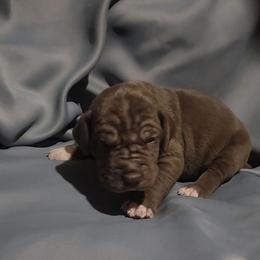Barry - Chocolate male Great Dane puppy in Walker, Louisiana from La Rebel Danes