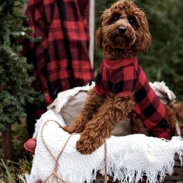 Cavapoo Puppies from Campbell's Cavapoos