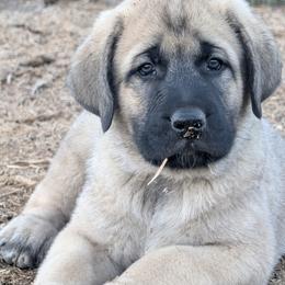 Mendel - Fawn male Anatolian Shepherd Dog puppy in Princeton, Oregon from Learning With Dogs