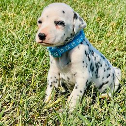 Miller - White and black male Dalmatian puppy in Mt. Vernon, Texas from Double B