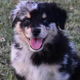 Vaughn - Blue merle male Australian Shepherd puppy in Nowata, Oklahoma from 4Feathers