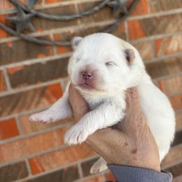 Frost - Cream parti male Pomeranian puppy in Odessa, Texas from Cherry's Poms