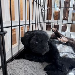 Maltipoo Puppies from Boujee Life Depot
