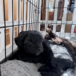 Maltipoo Puppies from Boujee Life Depot