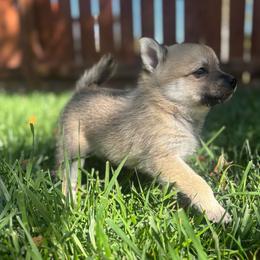 Buck (Boy 1) - Cream male Companion Cross puppy in Indian Springs, Nevada from Spinner puppies
