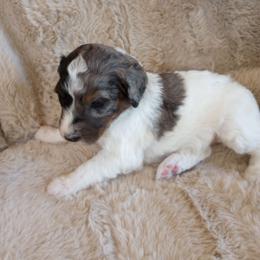 Kona - Merle male Assorted Doodle Crosses puppy in Heyburn, Idaho from Royal T Acres