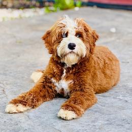 Bernedoodle puppies from Red Acres Poodles & Doodles