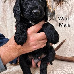 Wade - Black male Poodle puppy in Woodleaf, North Carolina from Circle T Ranch K9s