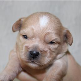 Gregory - Gold and white male Shihpoo puppy in Mifflintown, Pennsylvania from Curls & Paws Canines