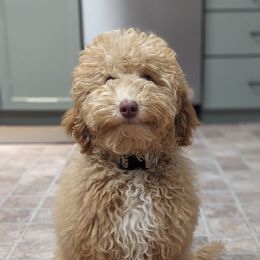 Ruby - Poodle