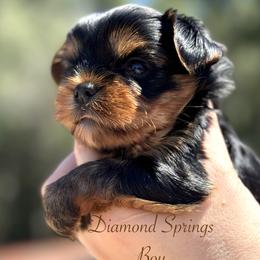 Boy 1 - Blue and gold male Yorkshire Terrier puppy in Placerville, California from Diamond Springs Boutique
