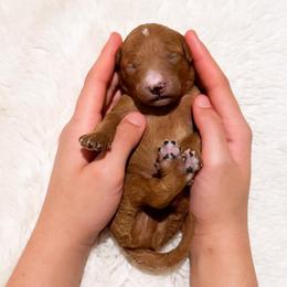 Mr Blue - Red  male Goldendoodle puppy in Kissimmee, Florida from Poodle Doodle Kennels