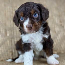 RTM5 - Red tri-color male Aussiedoodle puppy in Prague, Oklahoma from Classic K9’s  Aussies & Doodles