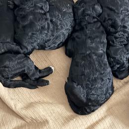 Goldendoodle Puppies from Yabba Dabba Doodles