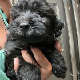 Green - Black male Whoodle puppy in Corinth, Maine from Whoodles of Maine