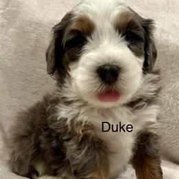 Duke - Merle male Bernedoodle puppy in Sandy, Oregon from MC Doodles