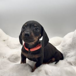Orange - Black and tan male Dachshund puppy in Goodyear, Arizona from AZ Royal Doxies llc