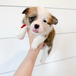 Red - Sable male Pembroke Welsh Corgi puppy in Milan, Georgia from Williams’ Welsh Corgis LLC