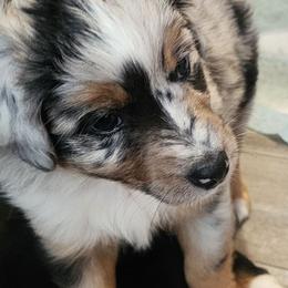 Blue (collar color) you name him - Blue merle male Miniature American Shepherd puppy in Centralia, Washington from Blackjack Mini Aussies