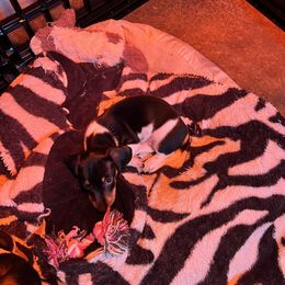 Dachshund Puppies from Starr Mini Dachshunds